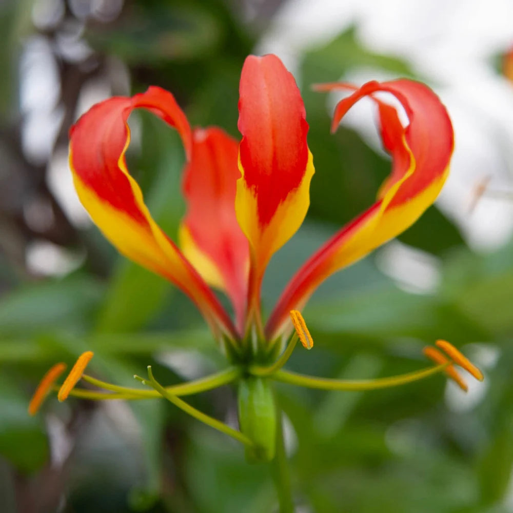 🌸 Last Day 49% OFF – Gloriosa Lily