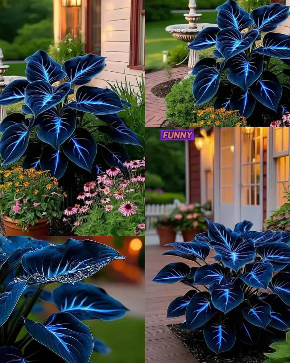 🔥🌌 Glow-in-the-Dark Garden Magic: Rare Dark Blue Flame Hostas Seeds