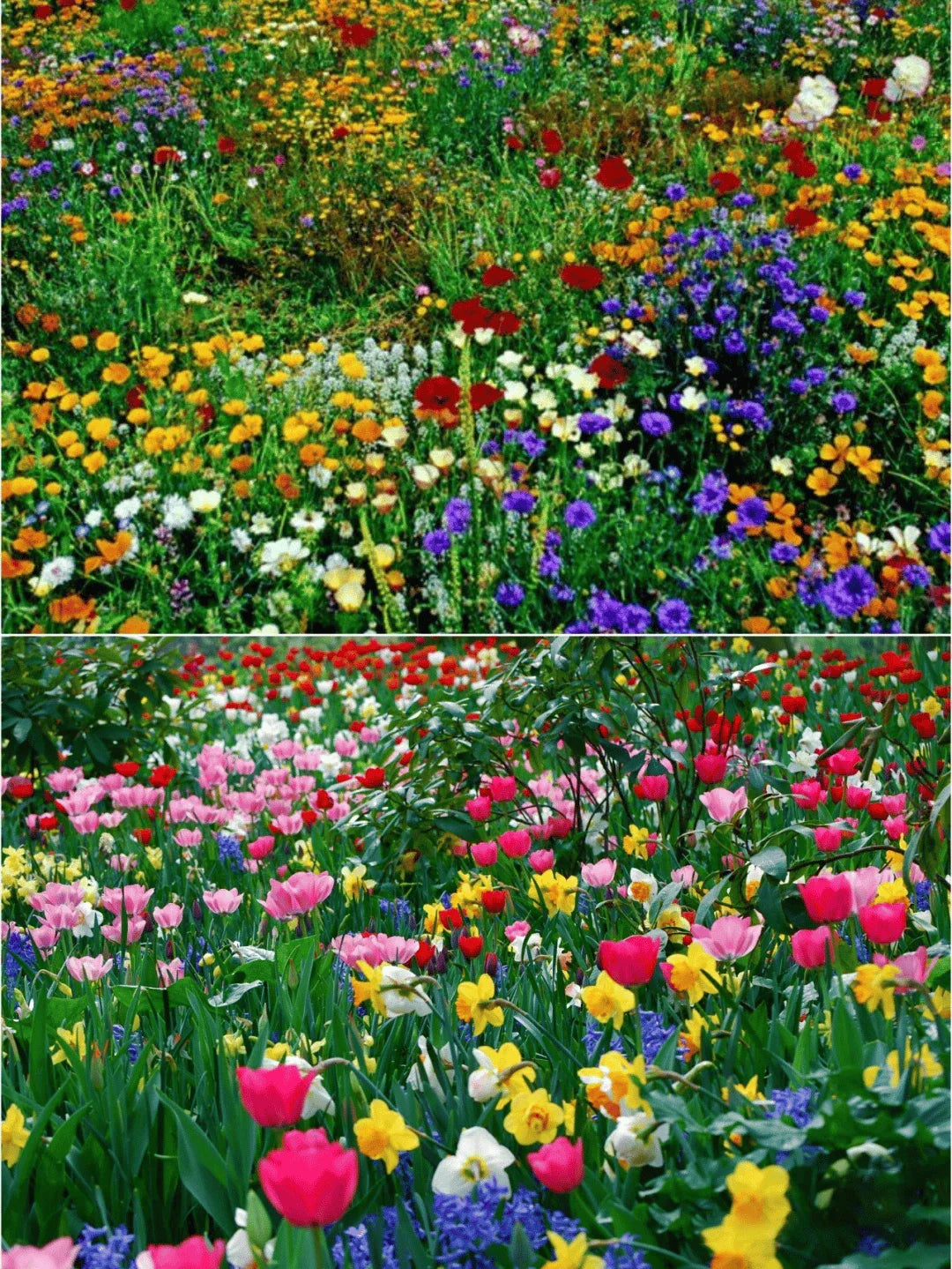 Mixed Perennial Flowers Seeds Over 60 Kinds Mixed