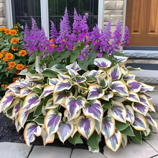 Shade tolerant and Cold tolerant Hostas Seeds