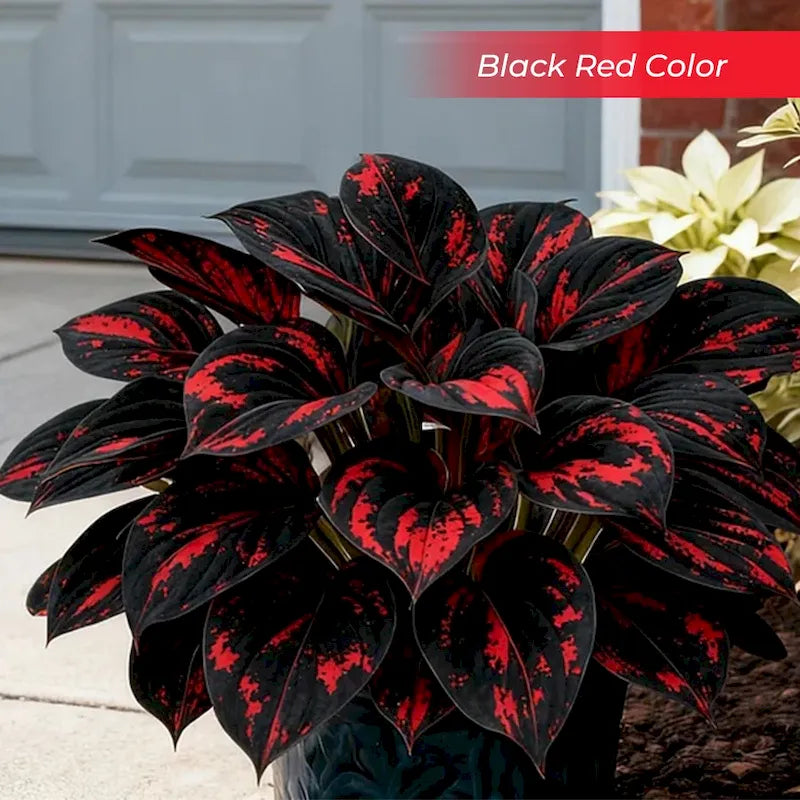 🎉Last Day Sale Off 40%🎉Celebrate America's 250th 🌱Premium Shade-Loving Hosta Seeds
