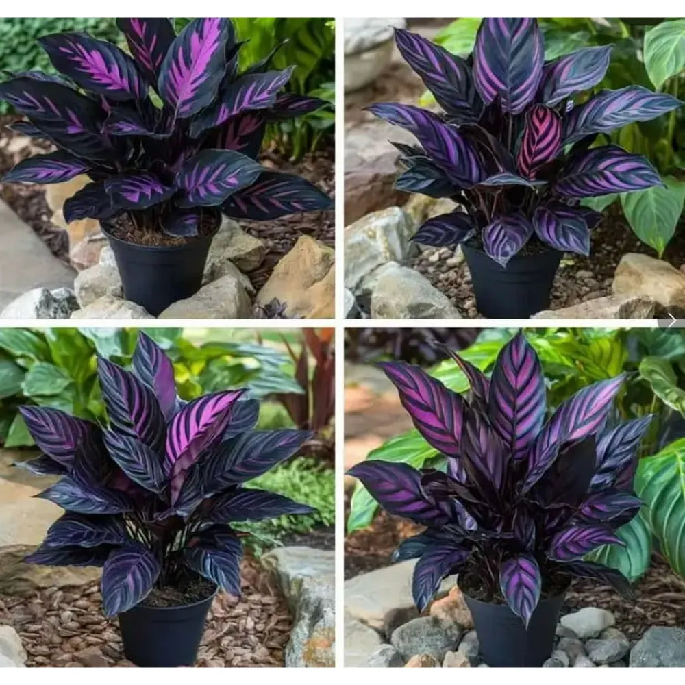 🎨🪴 Colorful Leaves– Grow Your Own Caladium#4