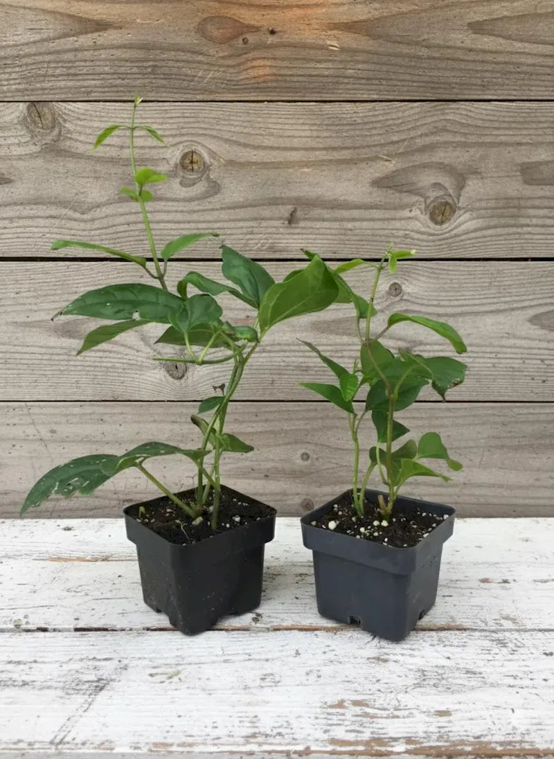 Bleeding Heart Vine (Clerodendrum thomsoniae) | Rooted Starter Plant | Red & White Blooms