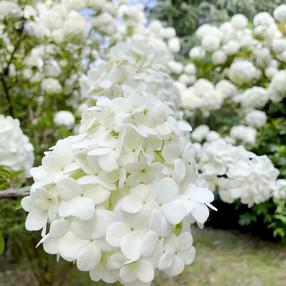 Hydrangea Seeds