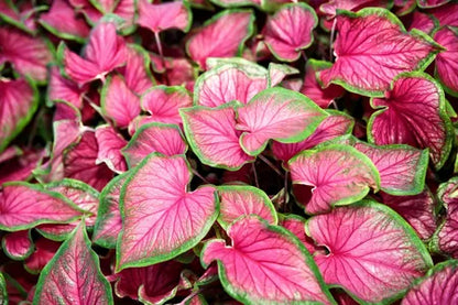 Rare Pink Princess Caladium - 49% OFF Today! 🌸