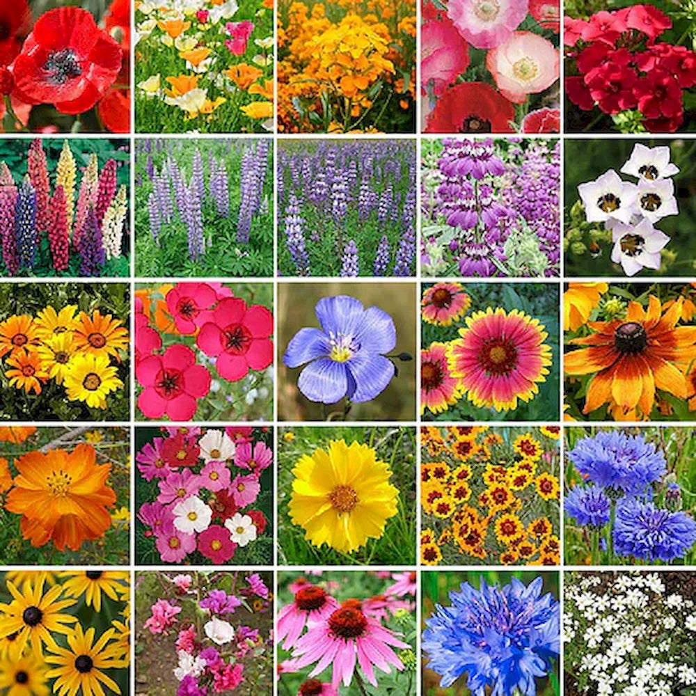 Wildflower Seed Mix