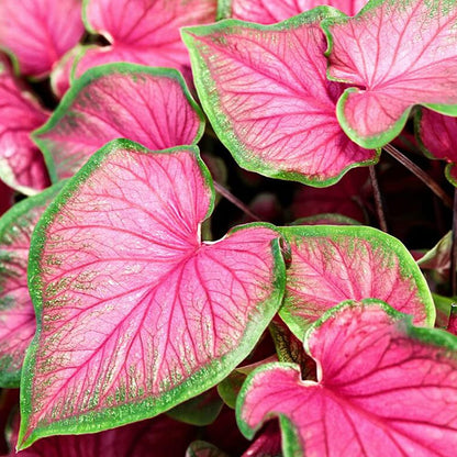 Rare Pink Princess Caladium - 49% OFF Today! 🌸