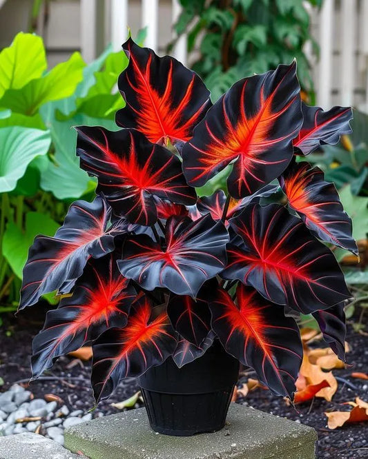 Super Easy to Grow: The Rare Crimson Leaf Caladium
