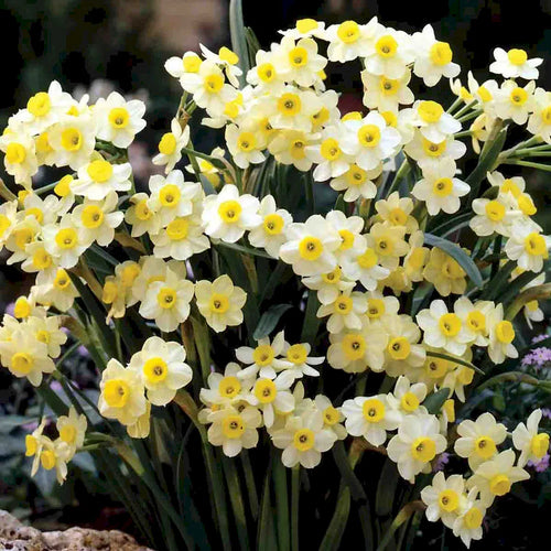 Narcissus 'Minnow' – Tazetta Daffodil Minnow