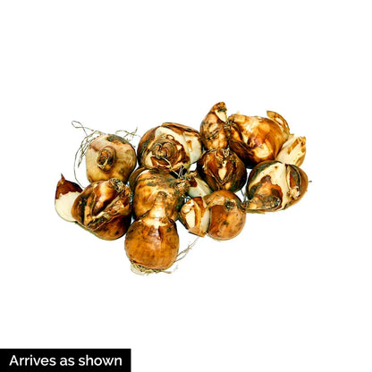Narcissus 'Minnow' – Tazetta Daffodil Minnow