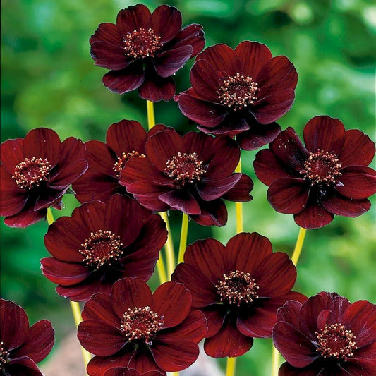 🌸 Last Day 49% OFF – Chocolate Cosmos Flower Seeds for Planting