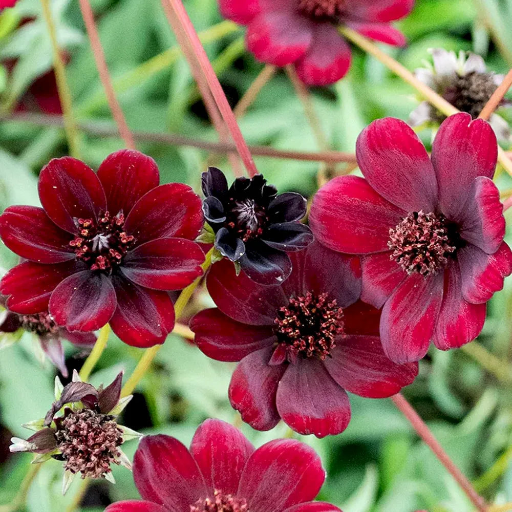 🌸 Last Day 49% OFF – Chocolate Cosmos Flower Seeds for Planting