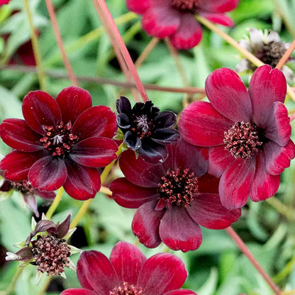 🌸 Last Day 49% OFF – Chocolate Cosmos Flower Seeds for Planting