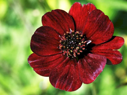 🌸 Last Day 49% OFF – Chocolate Cosmos Flower Seeds for Planting