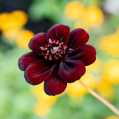 🌸 Last Day 49% OFF – Chocolate Cosmos Flower Seeds for Planting