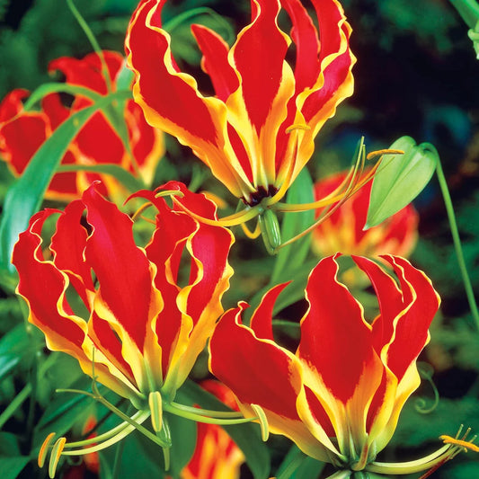 🌸 Last Day 49% OFF – Gloriosa Lily