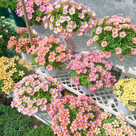 ✨Half price discount🩷Oxalis seeds🌈Rainbow series