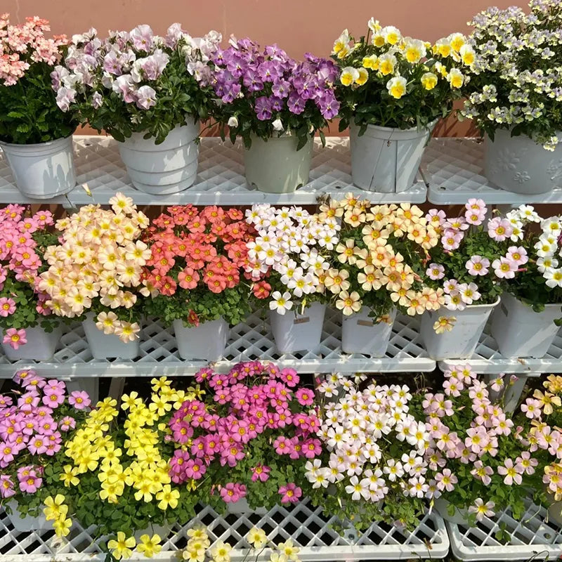 ✨Half price discount🩷Oxalis seeds🌈Rainbow series