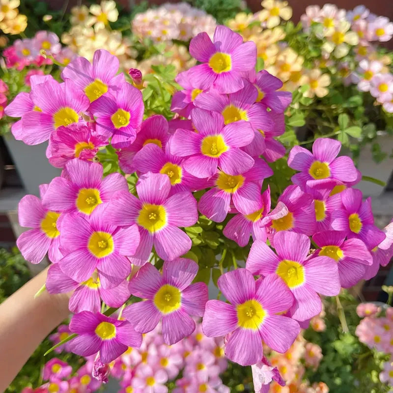 ✨Half price discount🩷Oxalis seeds🌈Rainbow series