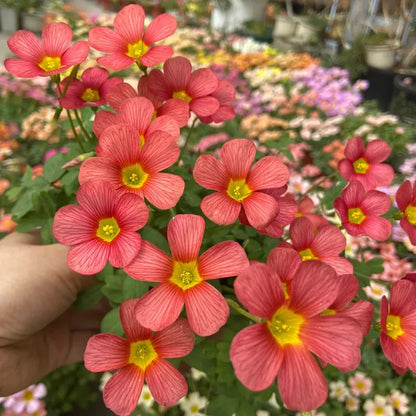 ✨Half price discount🩷Oxalis seeds🌈Rainbow series