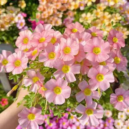 ✨Half price discount🩷Oxalis seeds🌈Rainbow series