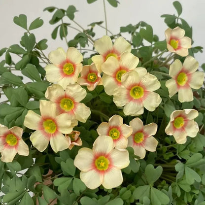 ✨Half price discount🩷Oxalis seeds🌈Rainbow series
