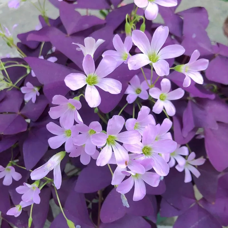 ✨Half price discount🩷Oxalis seeds🌈Rainbow series