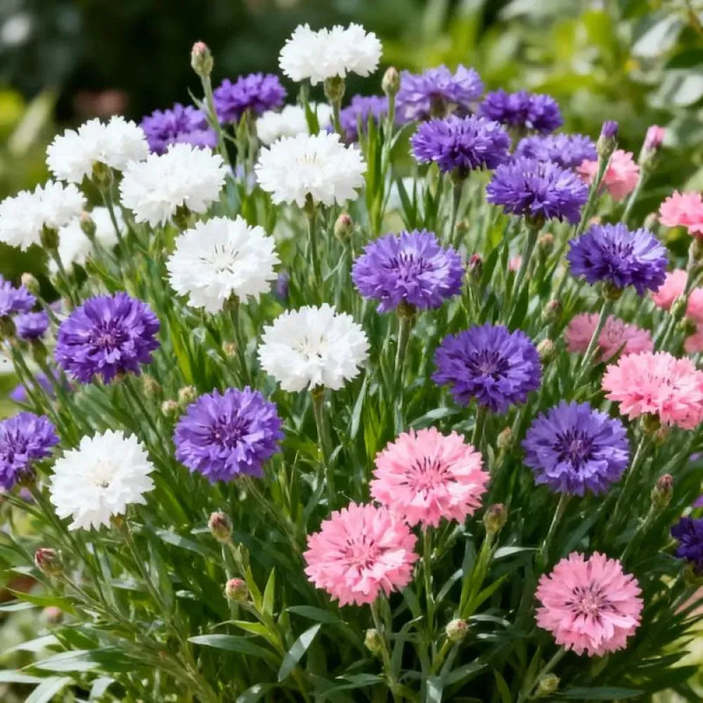 Hardy Cornflower Flower Seeds For Outdoor Planting