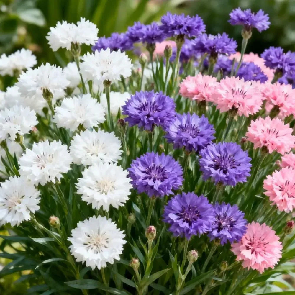Hardy Cornflower Flower Seeds For Outdoor Planting