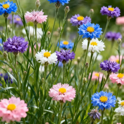 Hardy Cornflower Flower Seeds For Outdoor Planting