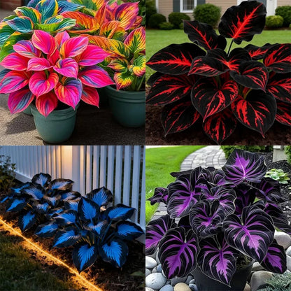 🎉Last Day Sale Off 40%🎉Celebrate America's 250th 🌱Premium Shade-Loving Hosta Seeds