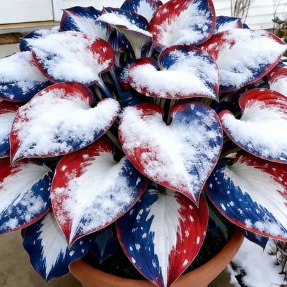 🎉Last Day Sale Off 40%🎉Celebrate America's 250th 🌱Premium Shade-Loving Hosta Seeds