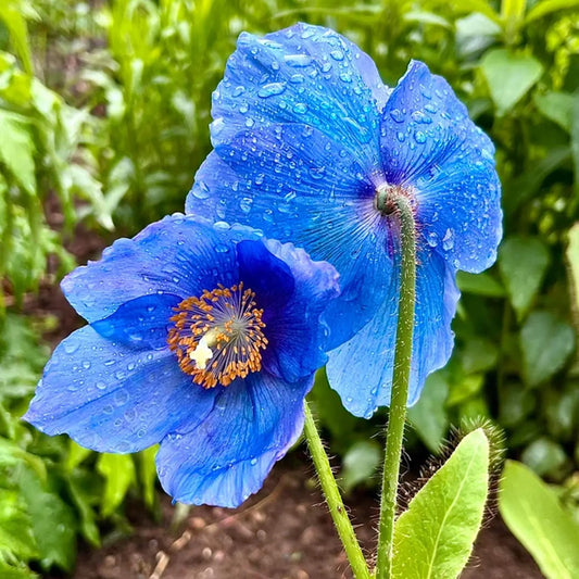 🌸 Last Day 49% OFF – Meconopsis - Blue Poppy