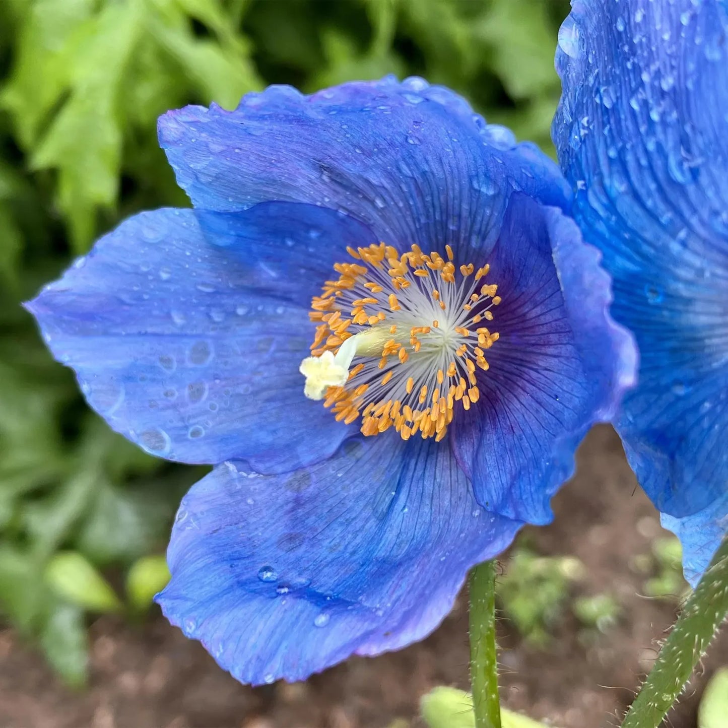 🌸 Last Day 49% OFF – Meconopsis - Blue Poppy