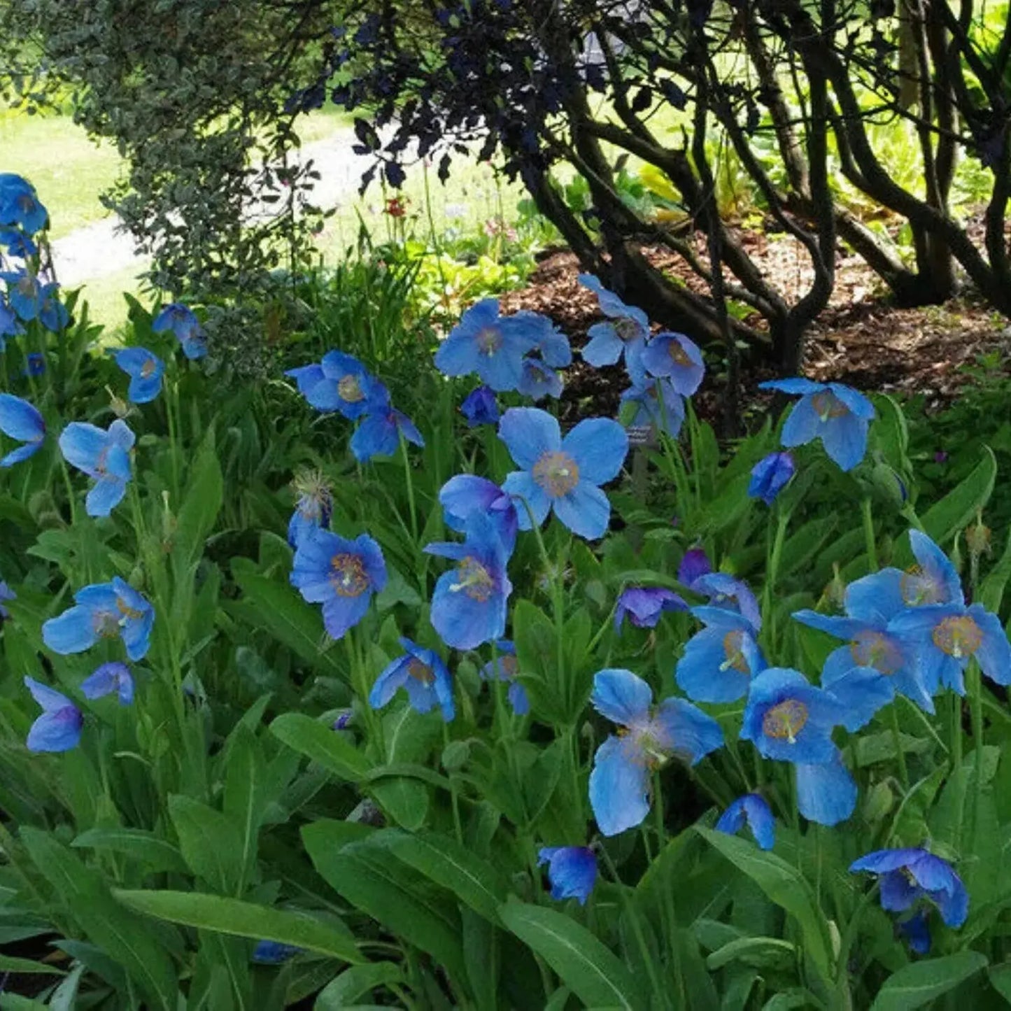 🌸 Last Day 49% OFF – Meconopsis - Blue Poppy
