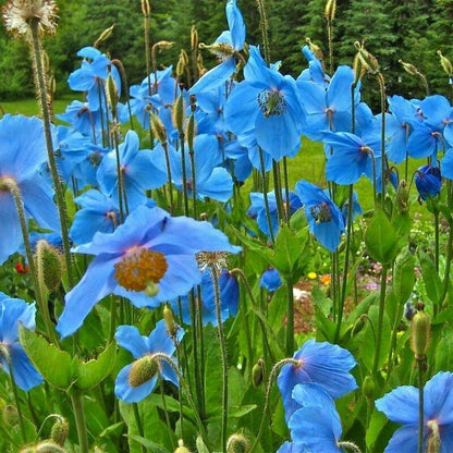 🌸 Last Day 49% OFF – Meconopsis - Blue Poppy