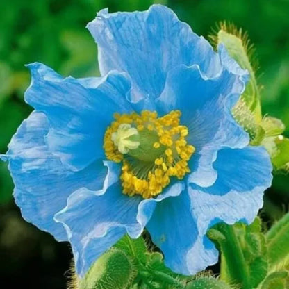 🌸 Last Day 49% OFF – Meconopsis - Blue Poppy