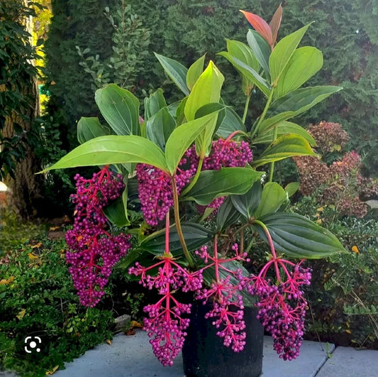 🌸 Last Day 49% OFF – Medinilla Magnifica