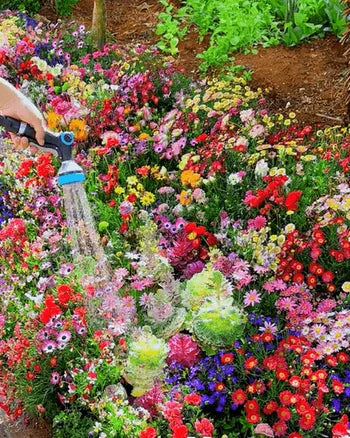 Mixed Perennial Flowers Seeds Over 60 Kinds Mixed
