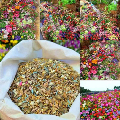 Mixed Perennial Flowers Seeds Over 60 Kinds Mixed
