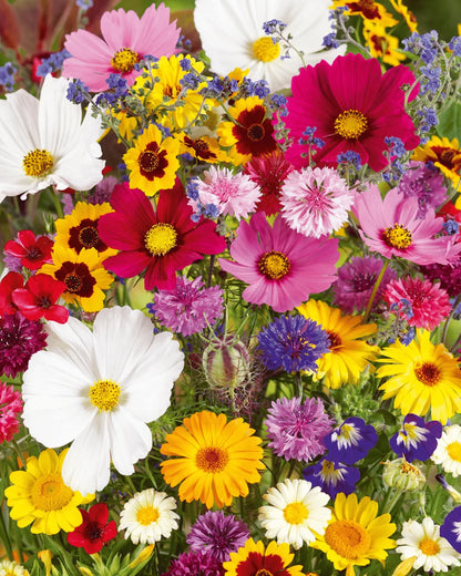 Mixed Perennial Flowers Seeds Over 60 Kinds Mixed