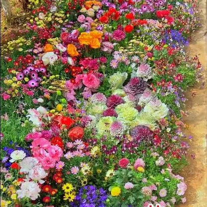 Mixed Perennial Flowers Seeds Over 60 Kinds Mixed