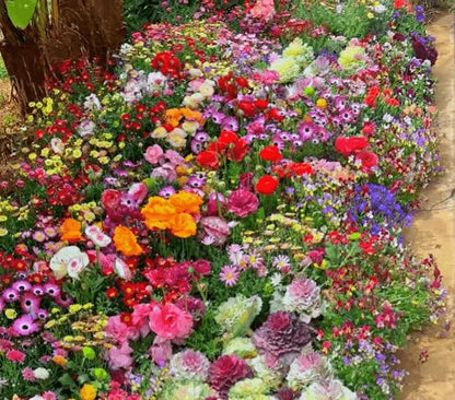 Mixed Perennial Flowers Seeds Over 60 Kinds Mixed