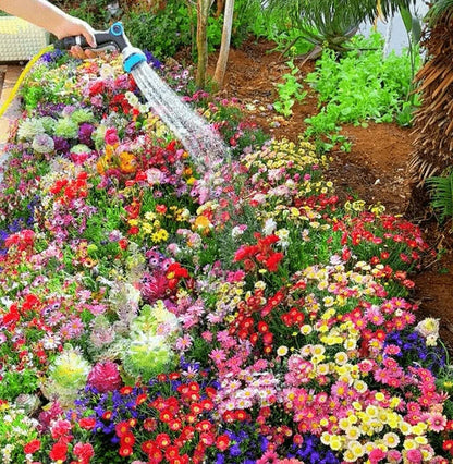Mixed Perennial Flowers Seeds Over 60 Kinds Mixed