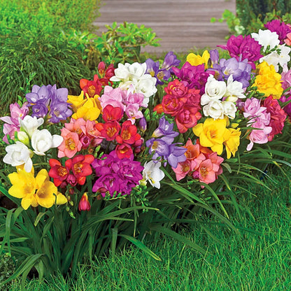 🌸 Last Day 49% OFF – Mixed Freesia Seeds Fragrant Rainbow Blooms