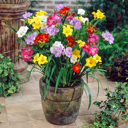 🌸 Last Day 49% OFF – Mixed Freesia Seeds Fragrant Rainbow Blooms