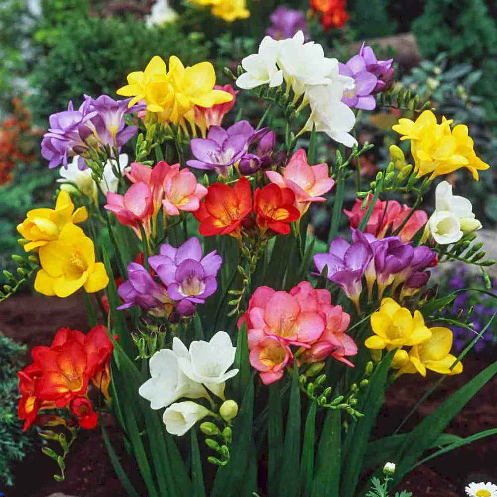 🌸 Last Day 49% OFF – Mixed Freesia Seeds Fragrant Rainbow Blooms