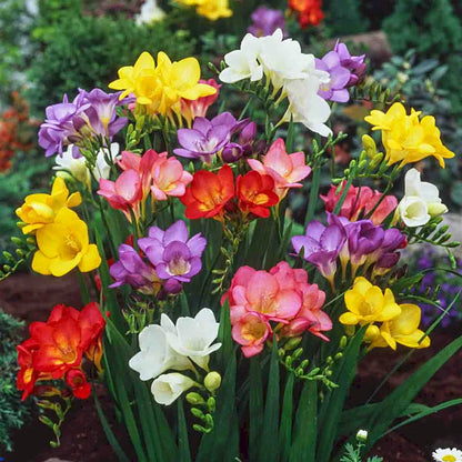 🌸 Last Day 49% OFF – Mixed Freesia Seeds Fragrant Rainbow Blooms