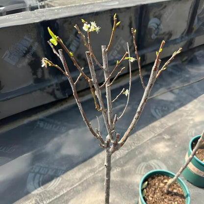 🍒 (New Harvest) Sweet Cherry Seeds 🌿Pre-Primed for High Germination (99% Germination)
