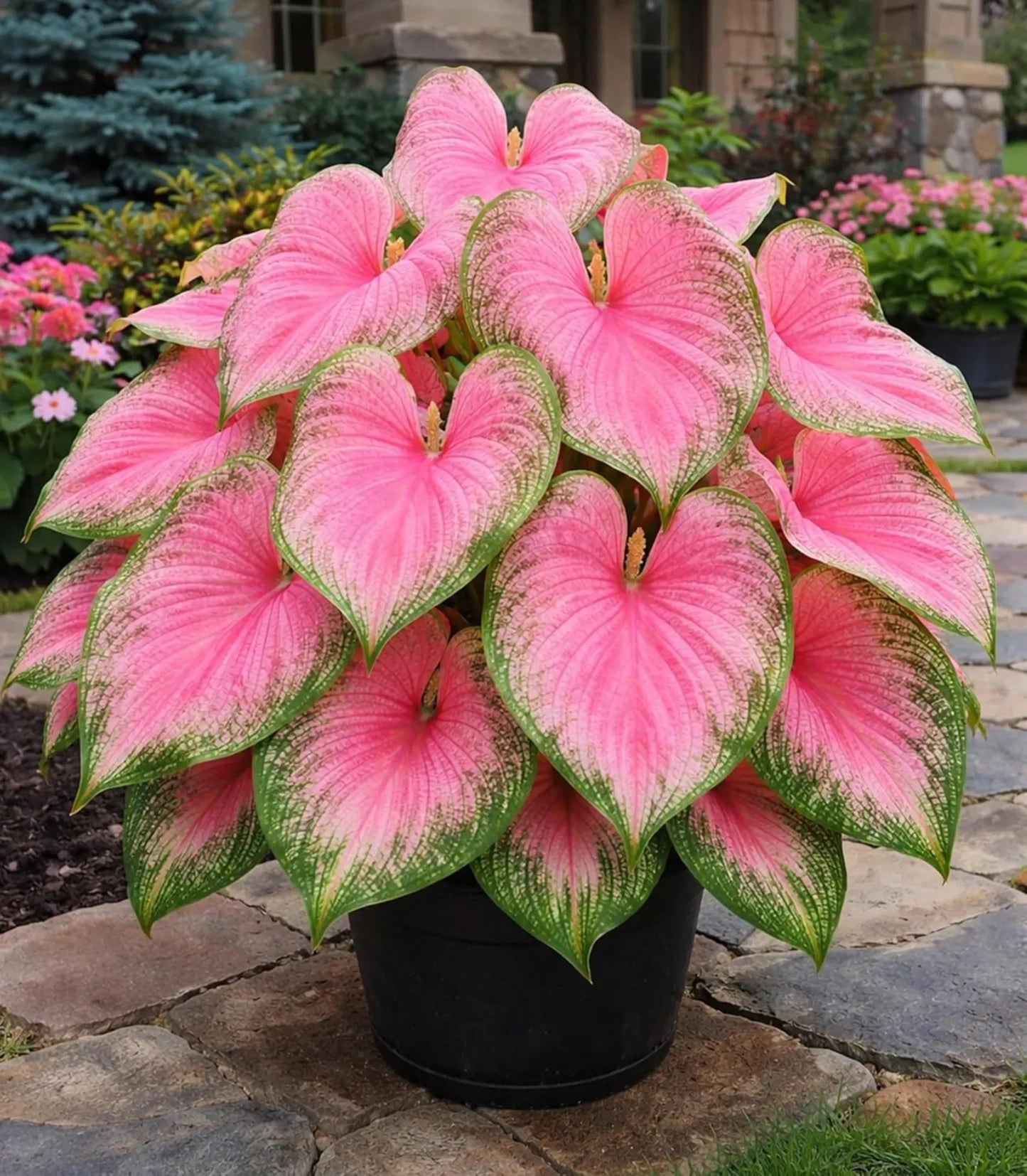 Rare Pink Princess Caladium - 49% OFF Today! 🌸